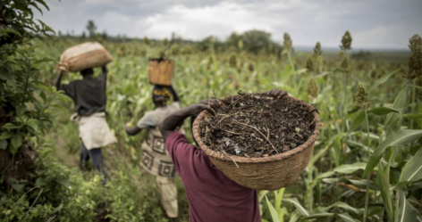 Új FAO kiadvány emlékeztet az élelmiszer-termelés erőforrásainak végességére