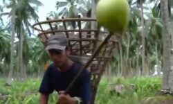 (HU) Kókuszfarm to table – A nap videója