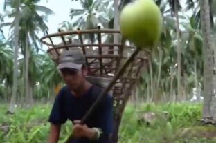 (HU) Kókuszfarm to table – A nap videója