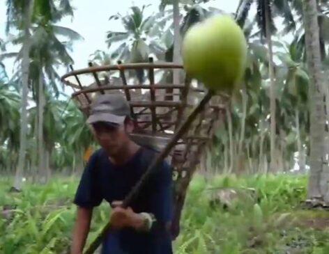 (HU) Kókuszfarm to table – A nap videója
