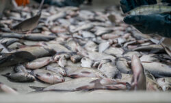 Despite the damage caused by the drought, there will be no shortage of high-quality Hungarian fish