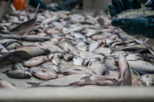 Despite the damage caused by the drought, there will be no shortage of high-quality Hungarian fish