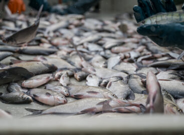 Despite the damage caused by the drought, there will be no shortage of high-quality Hungarian fish