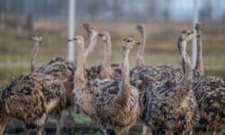 Kampány indult a hús- és tejtermékekkel kapcsolatos tévhitek eloszlatásáért