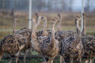 Campaign launched to dispel misconceptions about meat and dairy products