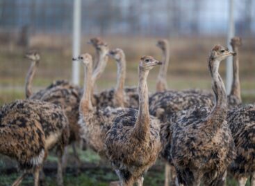 Campaign launched to dispel misconceptions about meat and dairy products