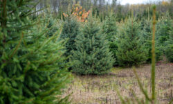 If you want fresh pine, look for Hungarian-produced pine