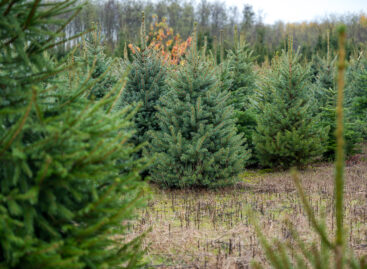 If you want fresh pine, look for Hungarian-produced pine