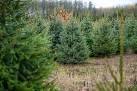 If you want fresh pine, look for Hungarian-produced pine