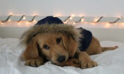 How to prepare for the holidays with your four-legged friend