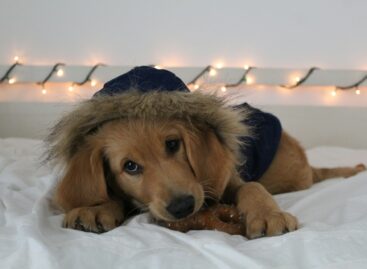 How to prepare for the holidays with your four-legged friend