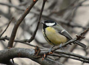 Ismét lakossági madárszámlálás indul a lakosság bevonásával