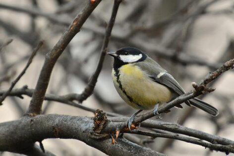 Ismét lakossági madárszámlálás indul a lakosság bevonásával
