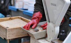 Az aszály ellenére sem lesz hiány a jó minőségű magyar halból