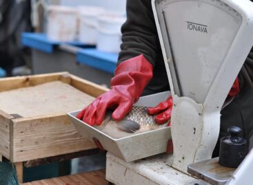 István Nagy: there will be enough Hungarian fish for every family’s table