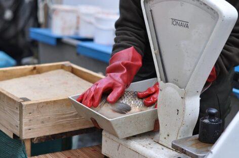 István Nagy: there will be enough Hungarian fish for every family’s table