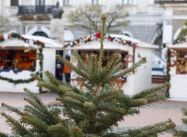Agroinform.hu: Three-quarters of fir tree buyers can decorate their homes with products from domestic producers again this year