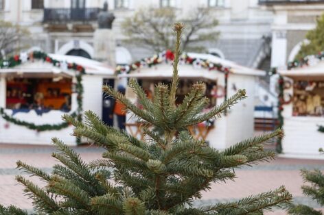 Agroinform.hu: Three-quarters of fir tree buyers can decorate their homes with products from domestic producers again this year