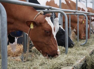 Újabb jelentős segítséget nyújt a kormány a hazai tejágazat szereplőinek