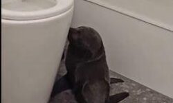 (HU) Kocsmai fókamóka – A nap videója