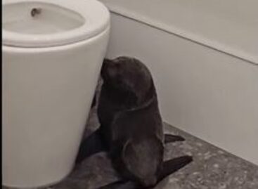 (HU) Kocsmai fókamóka – A nap videója