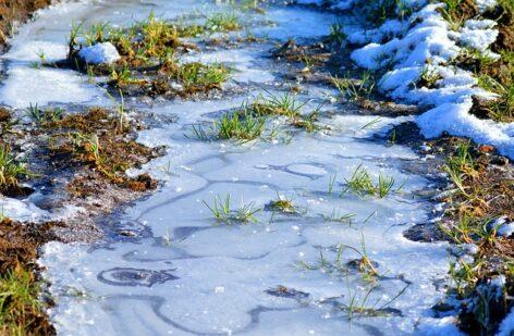 Agrometeorology: the new year starts with cold weather, there is a chance of significant precipitation in the south