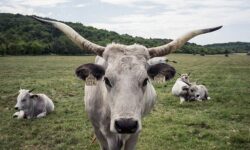 Cattle farmers receive new targeted support