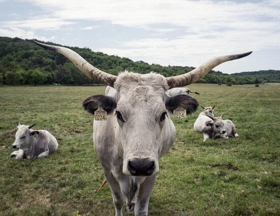 Cattle farmers receive new targeted support