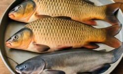 Új egyensúlykeresésben a hazai haltermelés