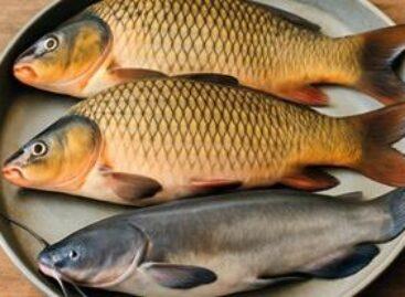 Domestic fish production is seeking a new balance