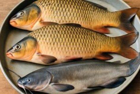 Új egyensúlykeresésben a hazai haltermelés