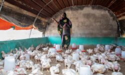 FAO: International food prices have been declining since September