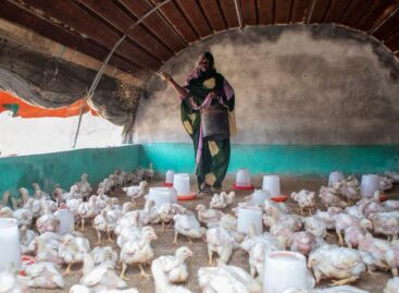 FAO: International food prices have been declining since September