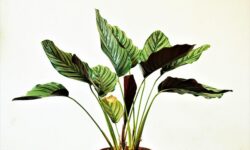 LED innovation can strengthen domestic agriculture