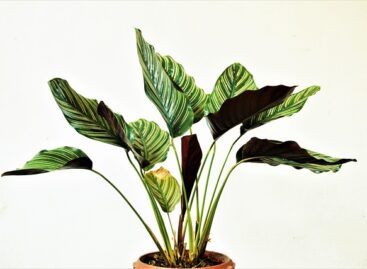 LED-innováció erősítheti a hazai agráriumot