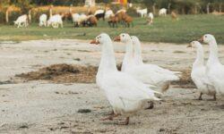 The roast goose flies into your mouth