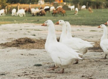 The roast goose flies into your mouth