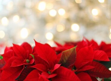 Ornamental plant growers can continue to count on government support