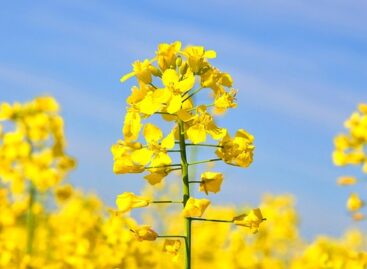 Rapeseed prices have decreased in Hungary