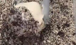 Ha nem tudod, hogy ünnepekkor fagylaltot vagy desszertet kérjél vacsora után – A nap videója