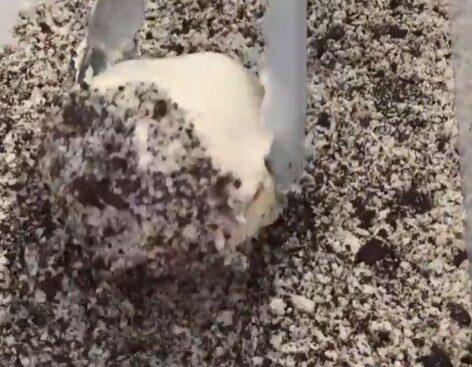 Ha nem tudod, hogy ünnepekkor fagylaltot vagy desszertet kérjél vacsora után – A nap videója