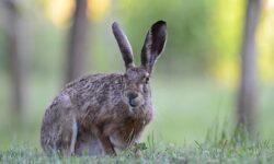 80-90 percent of hare population could die due to a virus in Békés County