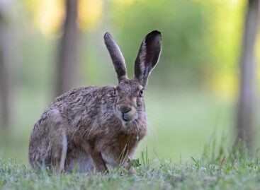 A mezeinyúl-állomány 80-90 százaléka elpusztulhat egy vírus miatt Békés vármegyében