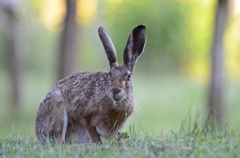 A mezeinyúl-állomány 80-90 százaléka elpusztulhat egy vírus miatt Békés vármegyében