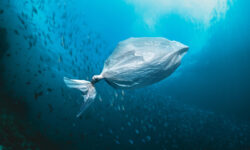 Cutting-Edge Plant-Based Plastic Bag Dissolves In Seawater Leaving No Microplastics