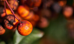 The role of palms goes far beyond ornamental plants – they are strategic raw materials in food and industrial chains