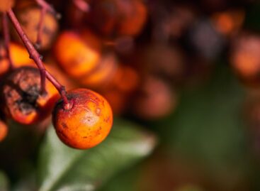 A pálmák szerepe messze túlmutat a dísznövényeken – stratégiai alapanyagok az élelmiszer- és ipari láncokban