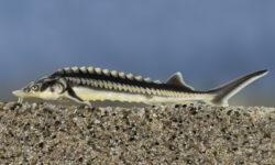 Az év hala 2026: Győzött a vágótok!