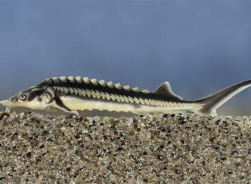 Fish of the Year 2026: The sturgeon wins!
