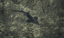 A védett vágótok lett az Év hala 2026-ban